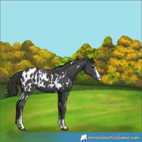 Horse Color:White Spotted Black Sabino Blanket 