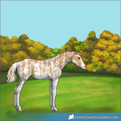 Horse Color:Palomino Sabino 