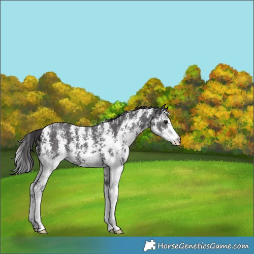 Horse Color:Smoky Black Sabino 