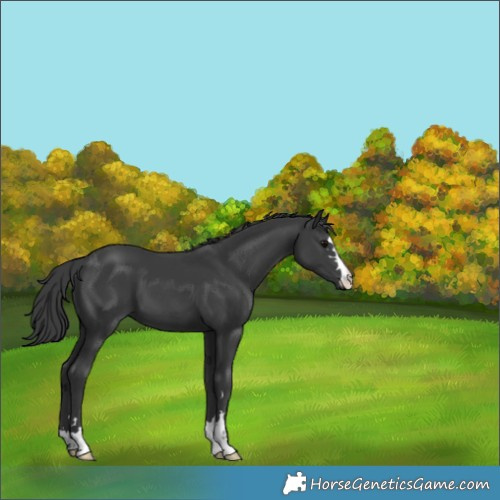 Horse Color:Black 