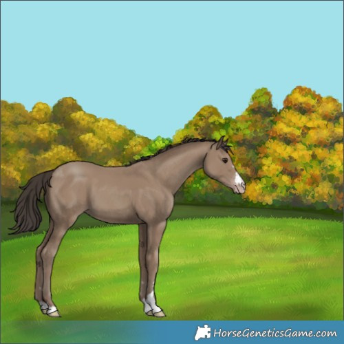 Horse Color:Classic Champagne 