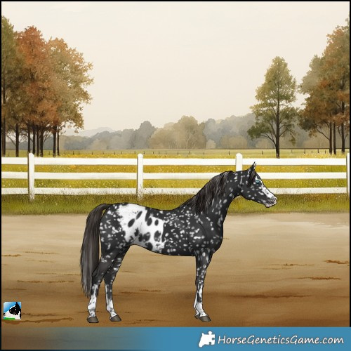 Horse Color:Liver Chestnut Splash Skewed LP Spotted 