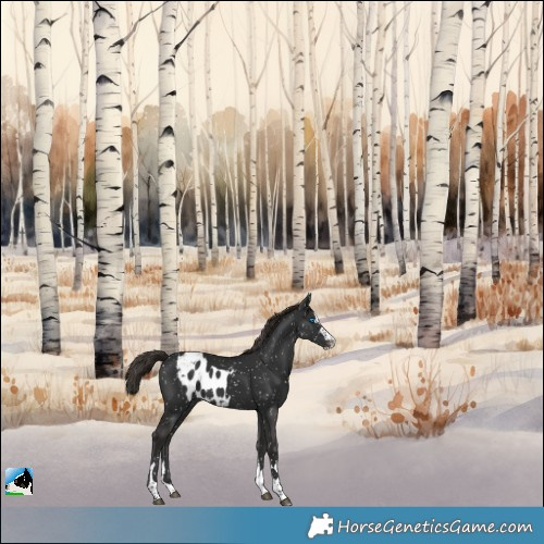 Horse Color:Liver Chestnut Splash Skewed Appaloosa