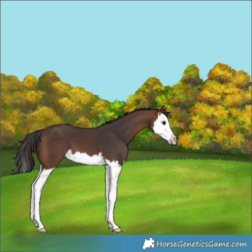 Horse Color:Brown Splash