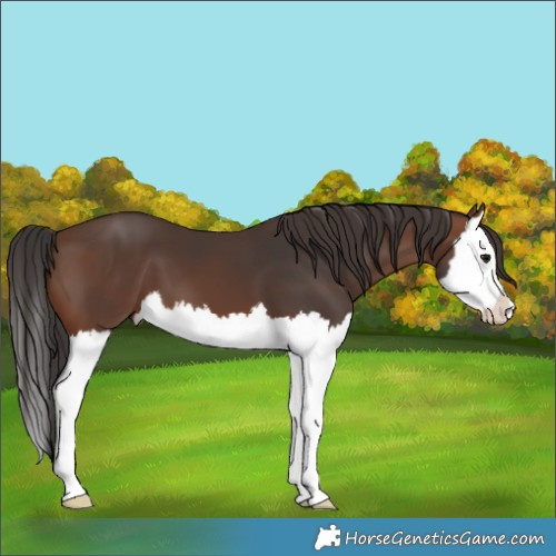 Horse Color:Brown Splash