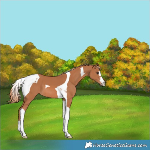 Horse Color:Chestnut Tobiano 
