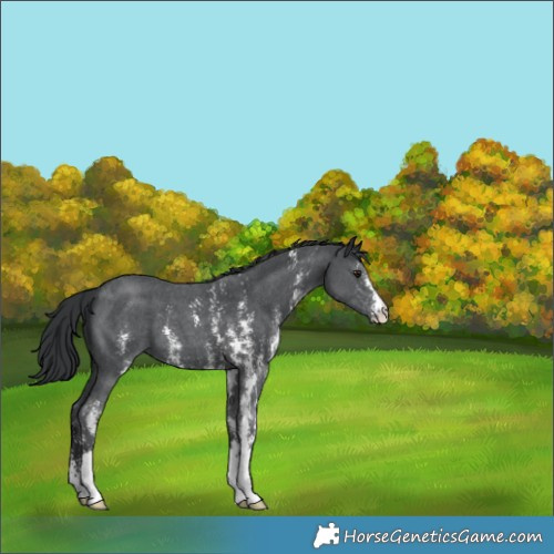 Horse Color:Black Chinchilla Sabino 