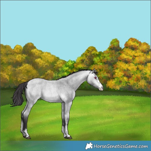 Horse Color:Buckskin Chinchilla Roan Sabino 