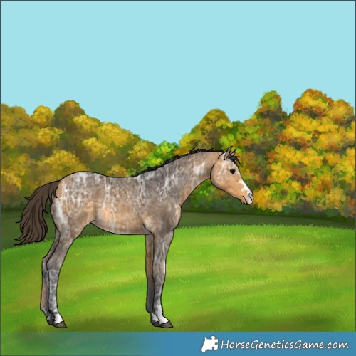 Horse Color:Buckskin Ice 