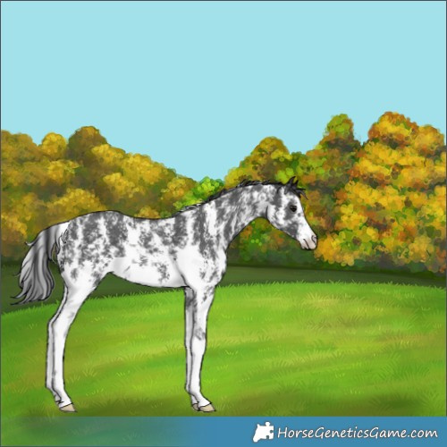 Horse Color:Black Sabino 