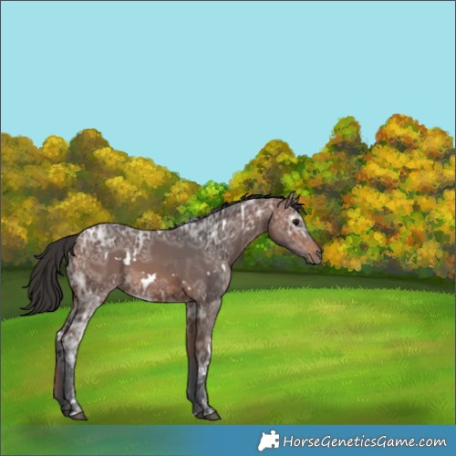Horse Color:White Spotted Brown Ice 