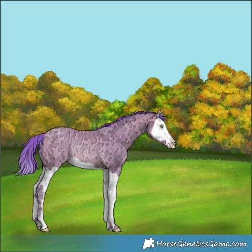 Horse Color:Watercolor Amber Champagne Ice Splash Rabicano 