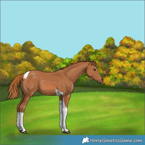 Horse Color:Chestnut Tobiano 