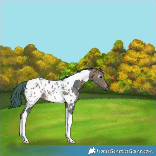 Horse Color:Gray Watercolor Bay Ice Tobiano Appaloosa Rabicano
