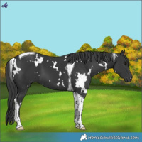 Horse Color:White Spotted Black Tobiano 