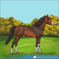 Horse Color:Bay 