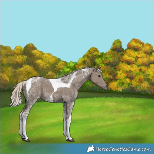 Horse Color:Silver Smoky Black Ice Tobiano 