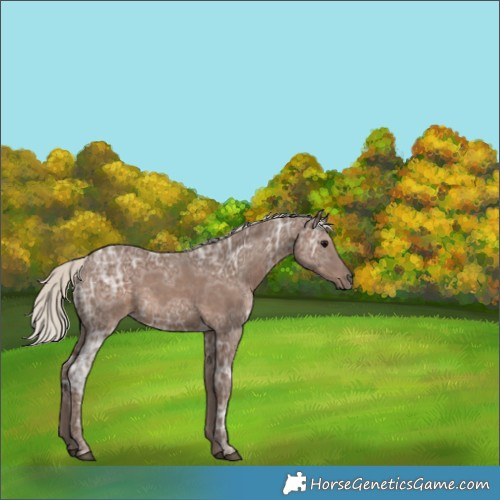 Horse Color:Silver Black Ice