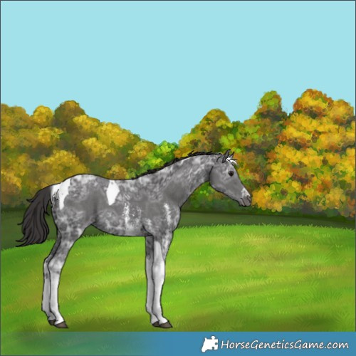 Horse Color:Smoky Black Ice Sabino Tobiano 