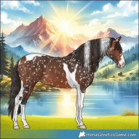 Horse Color:Bay Tobiano Appaloosa  and Bay Tobiano Appaloosa 