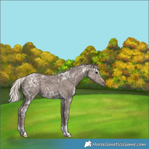 Horse Color:Silver Black Ice 