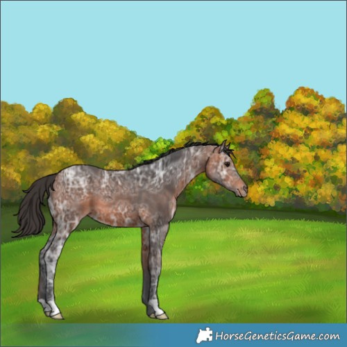 Horse Color:Bay Ice