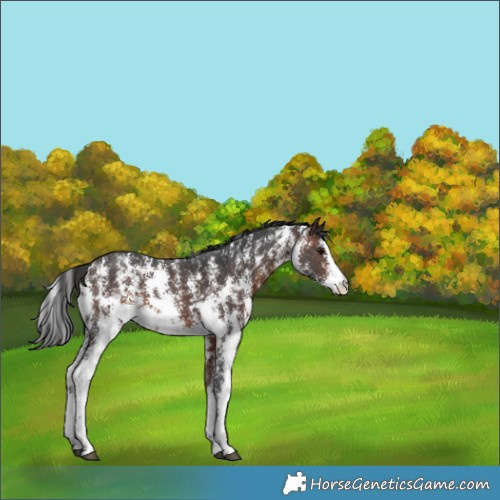 Horse Color:Brown Sabino 