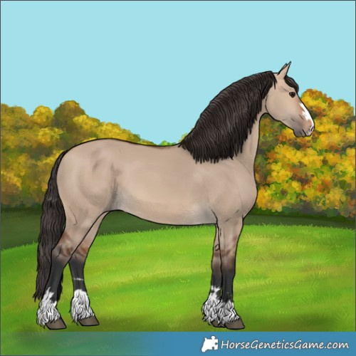 Horse Color:Bay Dun 