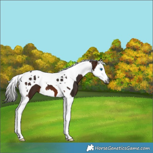 Horse Color:Gray Bay Splash Tobiano