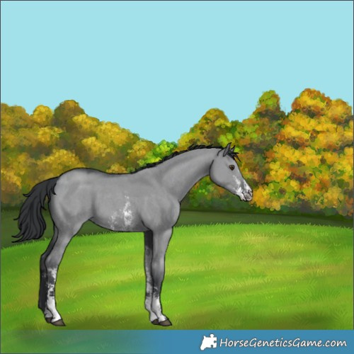 Horse Color:Grullo Chinchilla Sabino