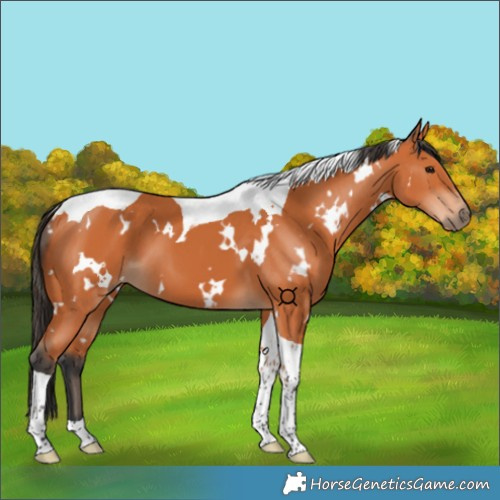 Horse Color:White Spotted Bay Tobiano