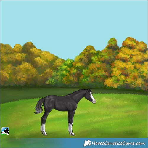 Horse Color:Smoky Black Splash Appaloosa 
