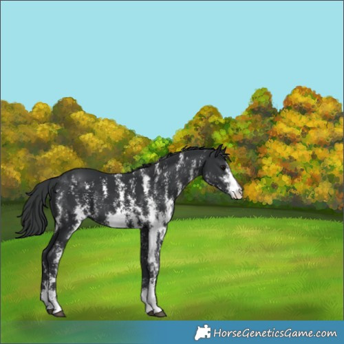 Horse Color:Black Sabino