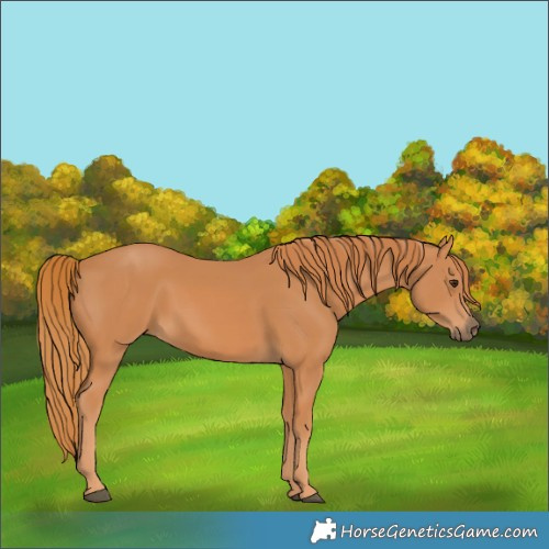 Horse Color:Chestnut 