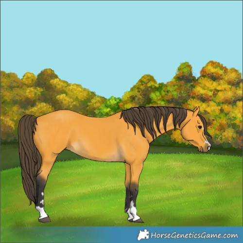 Horse Color:Buckskin 