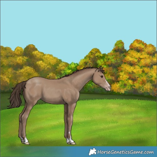 Horse Color:Classic Champagne 
