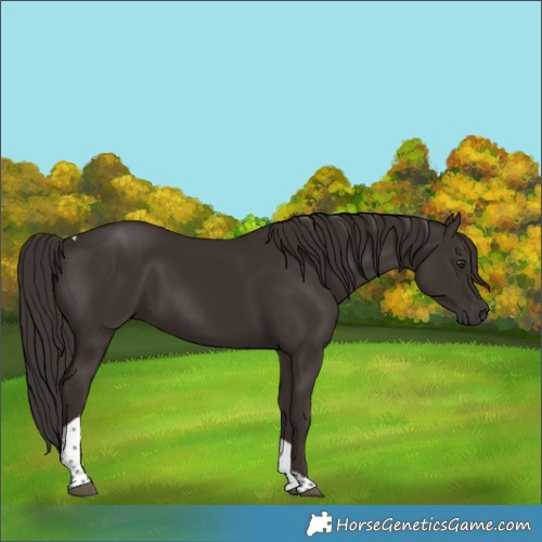 Horse Color:Liver Chestnut Tobiano 
