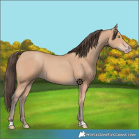 Horse Color:Amber Champagne 