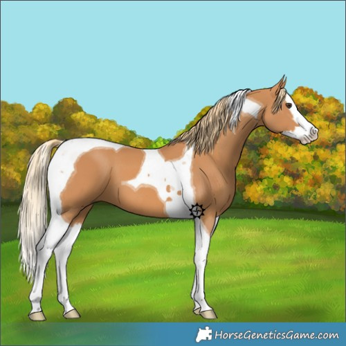 Horse Color:Chestnut Splash Tobiano