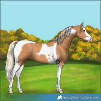 Horse Color:Chestnut Splash Tobiano
