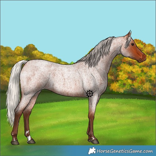 Horse Color:Silver Bay Roan
