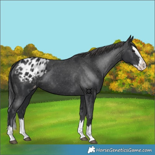 Horse Color:Black Splash Appaloosa 