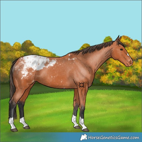 Horse Color:Bay Tobiano Appaloosa