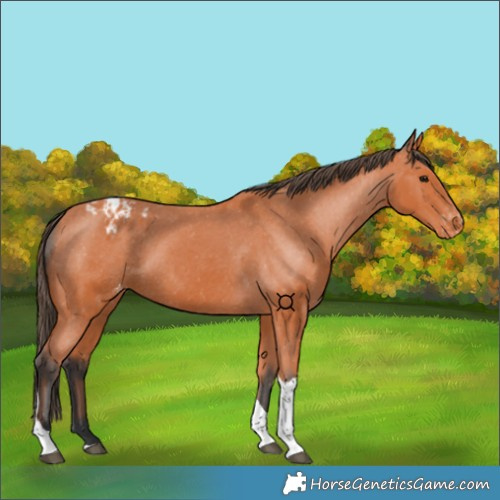 Horse Color:Bay Tobiano Varnish