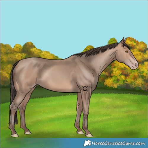 Horse Color:Amber Champagne Rabicano 