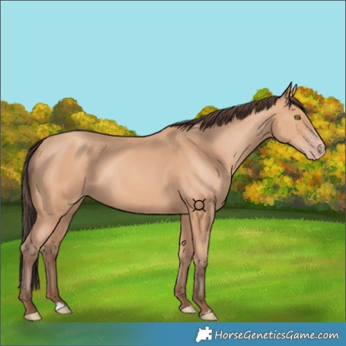 Horse Color:Amber Champagne 