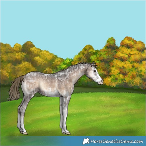 Horse Color:Liver Red Onyx Ice Sabino 