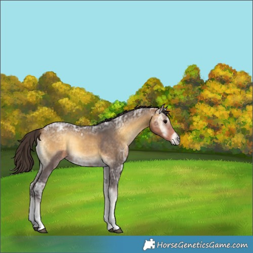 Horse Color:Buckskin Ice Onyx Tobiano 