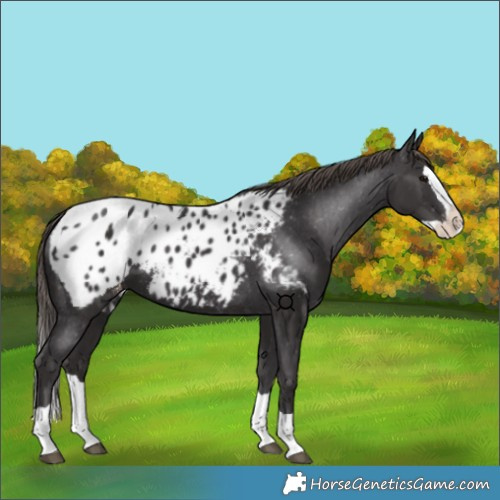 Horse Color:Smoky Black Splash Appaloosa 