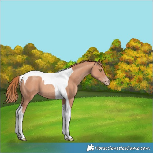 Horse Color:Gold Champagne Tobiano 